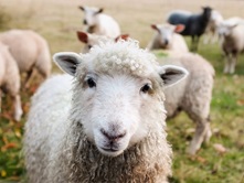Sheep Lambs Image by 12019 from Pixabay