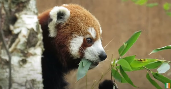 Red Panda eating Bamboo Leaves at Dublin Zoo